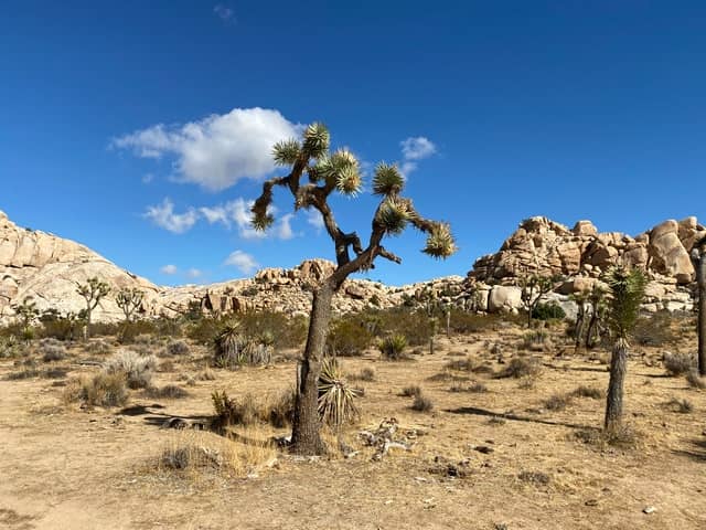 Joshua Tree National Park