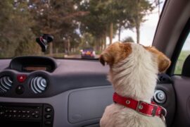 Best Dog Road Trip Route Planner