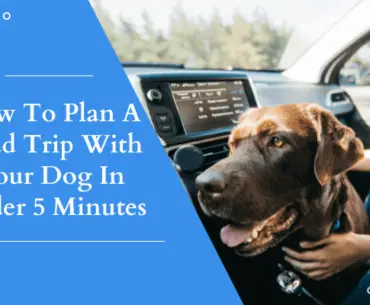 How To Plan A Road Trip With Your Dog In Under 5 Minutes
