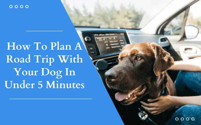 How To Plan A Road Trip With Your Dog In Under 5 Minutes