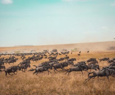 best time to visit kenya for an africa safari