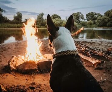 Tips for Taking Your Dog Camping For The First Time