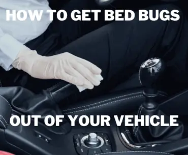How To Get Bed Bugs Out Of Your Vehicle