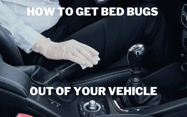 How To Rapidly Get Mattress Bugs Out Of Your Car